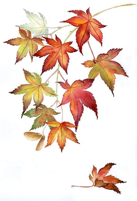 japanese maple leaf drawing